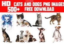 500+ Cats And Dogs PNG Transparent Images Free Download 500+ Cats And Dogs PNG Transparent Images Free Download